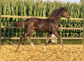 Holstein, Mare, Foal (05/2025), Smoky-Black