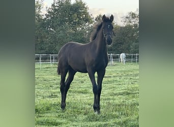 Holstein, Mare, Foal (05/2026), Smoky-Black