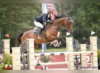 Holstein, Stallion, 12 years, 16,3 hh, Brown