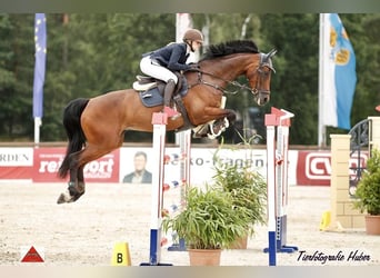Holstein, Stallion, 12 years, 16,3 hh, Brown
