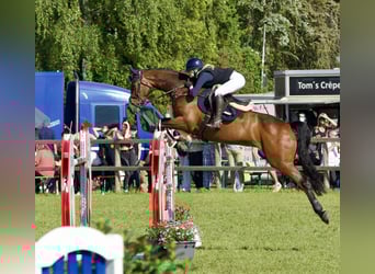 Holstein, Stallion, 12 years, 16,3 hh, Brown