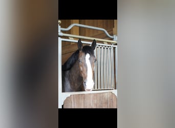 Holstein, Stallion, 12 years, 17 hh, Bay-Dark