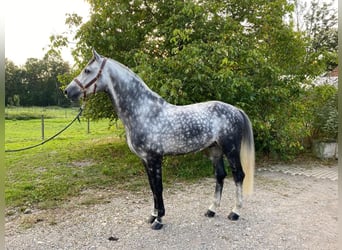 Holstein, Stallion, 12 years, 17 hh, Gray-Dapple