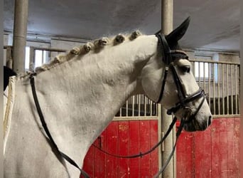 Holstein, Stallion, 12 years, 17 hh, Gray-Dapple