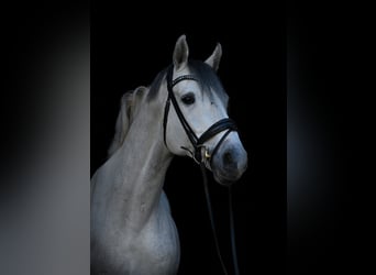 Holstein, Stallion, 13 years, 17 hh, Gray-Dapple