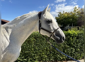 Holstein, Stallion, 14 years, 16,2 hh, Gray