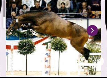 Holstein, Stallion, 16 years, 17 hh, Brown