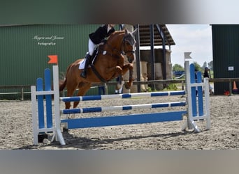 Holstein, Stallion, 18 years, 16.3 hh, Brown