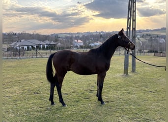 Holstein, Stallion, 1 year, 14.2 hh, Bay