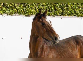 Holstein, Stallion, 1 year, 14,3 hh, Brown