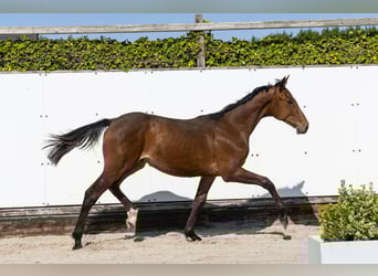 Holstein, Stallion, 1 year, 14,3 hh, Brown