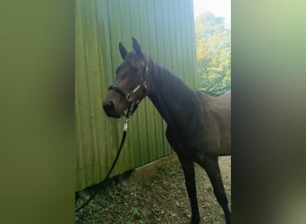 Holstein, Stallion, 1 year, 15.2 hh, Brown