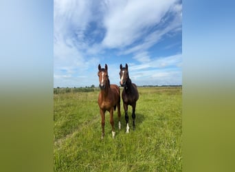 Holstein, Stallion, 1 year, 15 hh, Brown