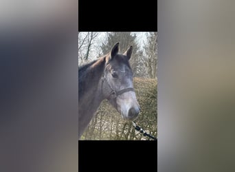 Holstein, Stallion, 1 year, 15 hh, Gray