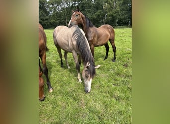 Holstein, Stallion, 1 year, 15,1 hh, Can be white