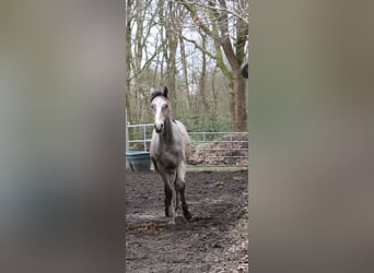 Holstein, Stallion, 1 year, 15,1 hh, Can be white