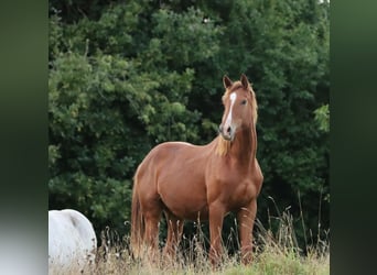 Holstein, Stallion, 1 year, 15,2 hh, Chestnut-Red