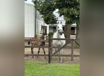 Holstein, Stallion, 1 year, 16,1 hh, Gray-Blue-Tan