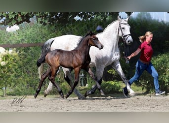 Holstein, Stallion, 1 year, 16,1 hh, Gray