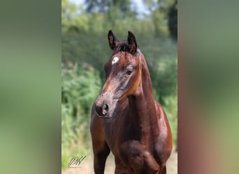 Holstein, Stallion, 1 year, 16,1 hh, Gray