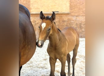 Holstein, Stallion, 1 year, 16,2 hh, Bay-Dark