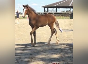 Holstein, Stallion, 1 year, 16,2 hh, Brown