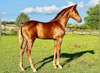 Holstein, Stallion, 1 year, 16.2 hh, Chestnut-Red