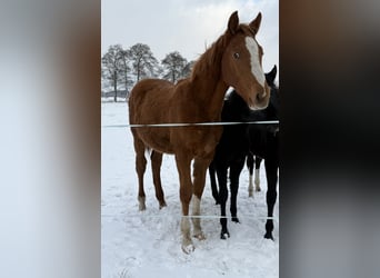 Holstein, Stallion, 1 year, 16.2 hh, Chestnut-Red