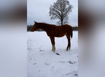 Holstein, Stallion, 1 year, 16.2 hh, Chestnut-Red