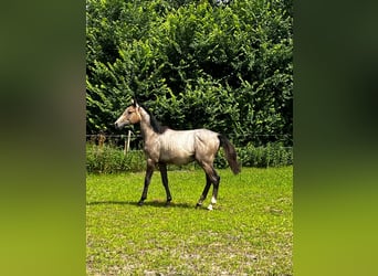 Holstein, Stallion, 1 year, 16 hh, Gray-Red-Tan