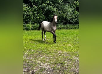 Holstein, Stallion, 1 year, 16 hh, Gray-Red-Tan