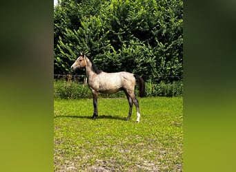Holstein, Stallion, 1 year, 16 hh, Gray-Red-Tan