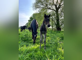 Holstein, Stallion, 1 year, 16 hh, Smoky-Black