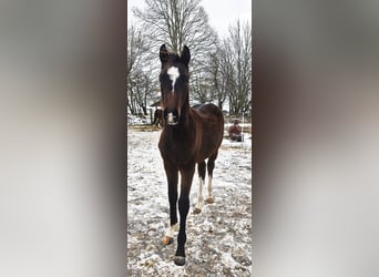 Holstein, Stallion, 1 year, 16,2 hh, Brown