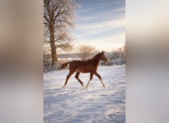Holstein, Stallion, 1 year, 16,2 hh, Chestnut-Red