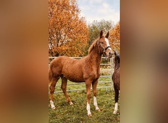 Holstein, Stallion, 1 year, 16,2 hh, Chestnut-Red