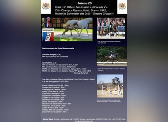 Holstein, Stallion, 1 year, 16,3 hh, Grey