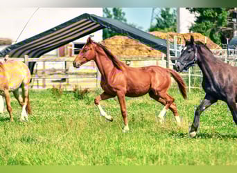 Holstein Mix, Stallion, 1 year, 17.1 hh, Chestnut