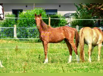 Holstein Mix, Stallion, 1 year, 17.1 hh, Chestnut
