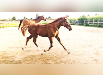 Holstein Mix, Stallion, 1 year, 17.1 hh