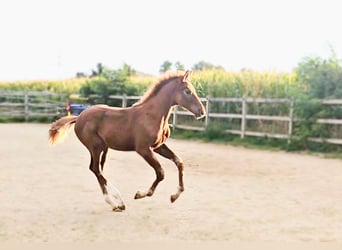 Holstein Mix, Stallion, 1 year, 17.1 hh