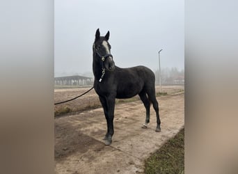 Holstein, Stallion, 1 year, 17 hh, Can be white