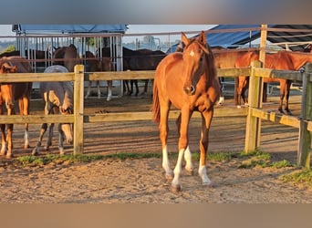Holstein, Stallion, 1 year, 17 hh, Chestnut