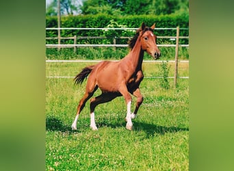 Holstein, Stallion, 1 year, 17 hh, Chestnut