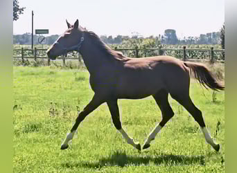 Holstein, Stallion, 1 year, 17 hh