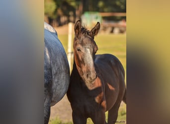 Holstein, Stallion, 1 year, 17 hh, Grey-Dapple