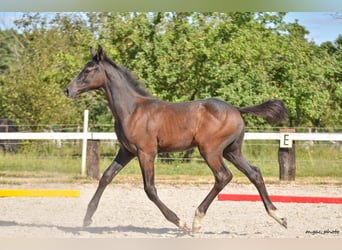 Holstein, Stallion, 1 year, 17 hh, Grey-Dapple