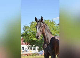 Holstein, Stallion, 1 year, 17 hh, Grey-Dapple