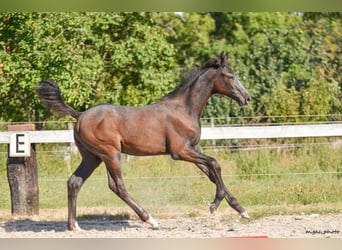 Holstein, Stallion, 1 year, 17 hh, Grey-Dapple
