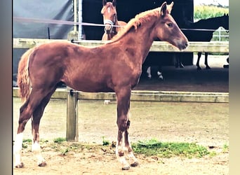 Holstein Mix, Stallion, 1 year, 17,1 hh